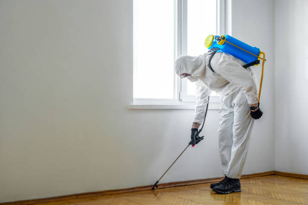 Wasp Removal Services in Afton, WY