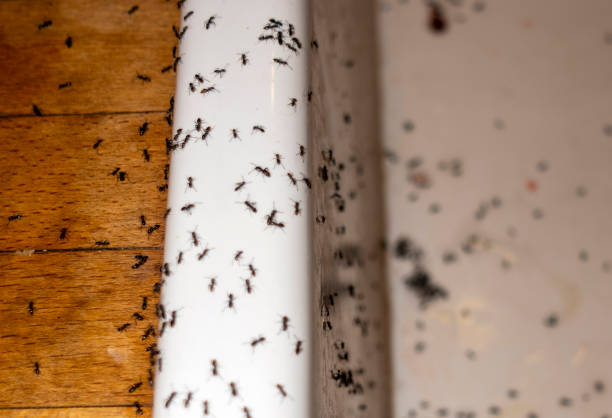 Best Wildlife Control Services  in Afton, WY