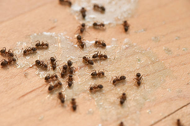 Best Termite Control Services  in Afton, WY