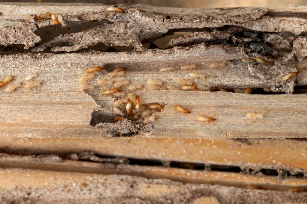 Best Pest Control Near Me  in Afton, WY