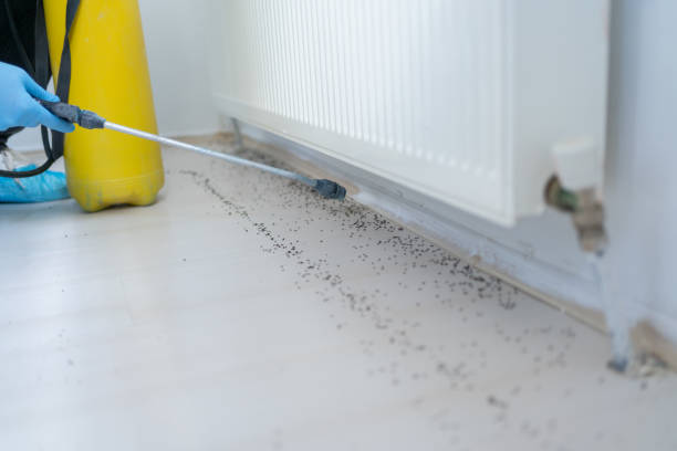 Best Rat Extermination Near Me  in Afton, WY